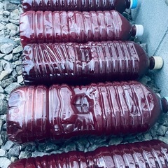 最新濃厚PSB(光合成細菌)