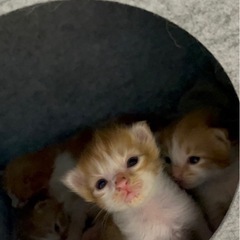 長毛種　雑種7/9生まれ　子猫　里親募集中