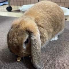 【交渉中】1月5日生まれ ホーランドロップ