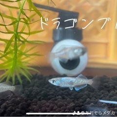 改良メダカの画像