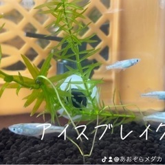 改良メダカの画像