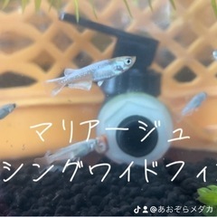 改良メダカの画像