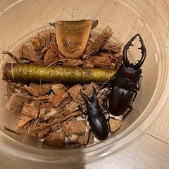 大人気　水牛タイプ　ノコギリクワガタ