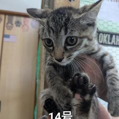 元ノラの子猫です。