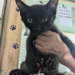 元ノラの子猫です。