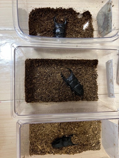 ペア能勢産YG血統オオクワガタ♂75mm♀50.5mm