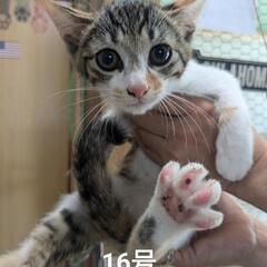 元ノラの子猫です。