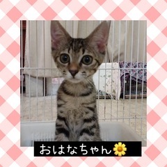 里親さま決定❤️おはなちゃん🌼３ヶ月