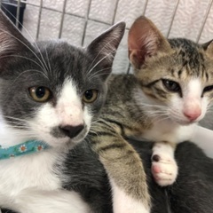 キリッとした目の３兄妹　３ヶ月