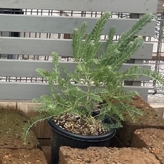 タフステーンストーン　花壇　ガーデニング