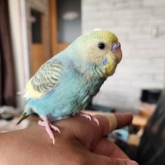 迷子のセキセイインコを探しています。