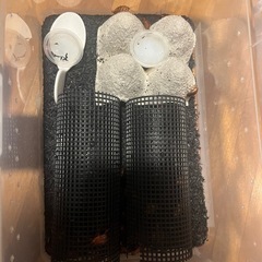 レッドローチ　約30〜40匹の画像