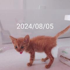 完全復活　完治！　花火ちゃん　レッドマッカレルタビー　メス　920g　ネコ免疫不全ウイルス抗体陰性　猫白血病ウイルス陰性 − 三重県