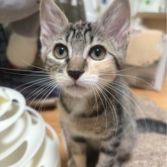 素敵な家族と出会えました♡すずなちゃん