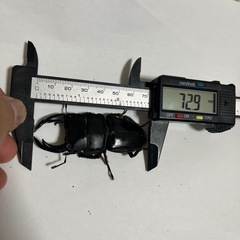 香川県オオクワガタ①