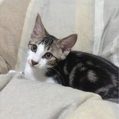 素敵な家族と出会えました ☆よもぎ君