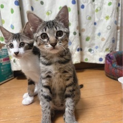 素敵な家族と出会えました ♡こごみちゃん