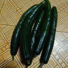 きゅうり、ピーマン他いろんな野菜