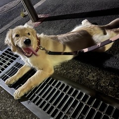里親募集します！