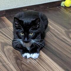 黒多めの黒白🍀3ヶ月オス