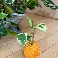 観葉苔玉ワークショップの画像