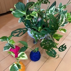 観葉苔玉ワークショップの画像