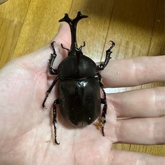 【取引決定】天然カブトムシペア