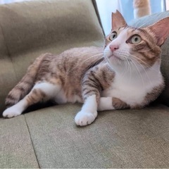 【里親募集】大きめオス保護猫♂抱っこで爪切りもできます！ - 里親募集
