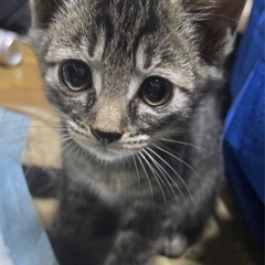 キジトラの子猫