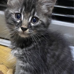 ⭐︎子猫の里親募集します⭐︎
