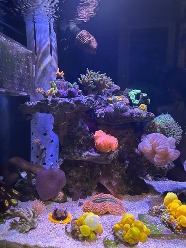 ライブロック　サンゴまとめ売り