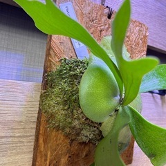 【最終値下げ】ビカクシダ　　ネザーランド板付の画像