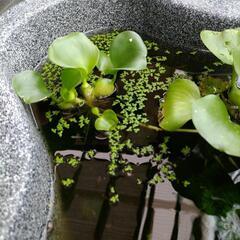 早いもの勝ち!ホテイ草(1株)・メダカミックス稚魚(5匹) 各100円の画像