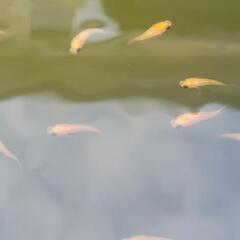 元気なメダカの画像