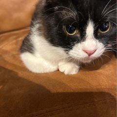 猫探してます‼️