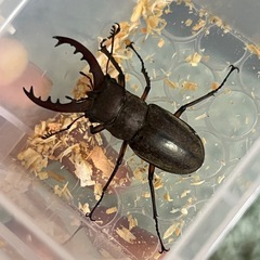 ミヤマクワガタ ペア