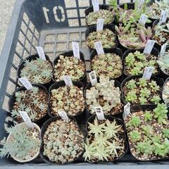 ルビーネックレス　他３種類　多肉植物