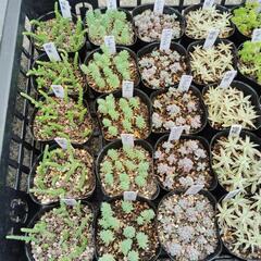 パリダム　他2種類　多肉植物