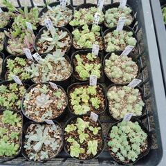 斑入万年草　他2種類　多肉植物