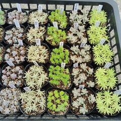 ゴールデンビューティー　他４種類　多肉植物