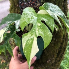 ☘ ̖́-RHAPHIDOPHORA  TETRASPERMA　...