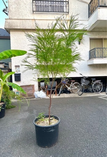 [植物売ります] アカシア ブリスベーンワトル