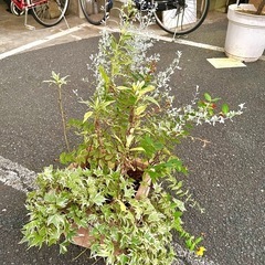 [植物売ります] 寄せ植え