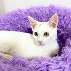 🐱白猫コンボくん正式譲渡決定‼️