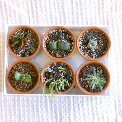 多肉植物の苗６点