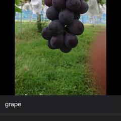 久留米田主丸のぶどう🍇狩り