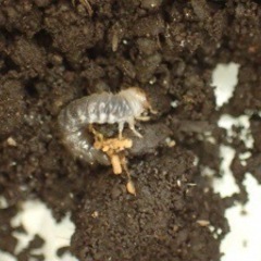 コクワガタ幼虫4匹