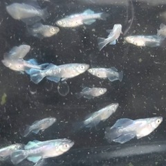 めだか🐟マリアージュ光体型💖６匹セット