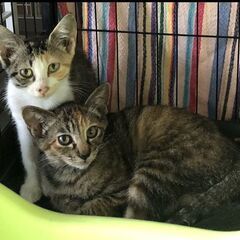 三毛ちゃんとサビちゃん姉妹 抱っこできます♡