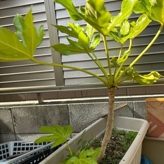 ヤツデ　　植栽　　